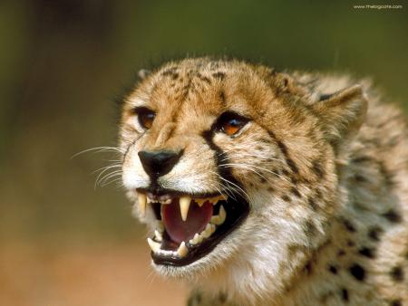 brucelee2maroc  cheetah